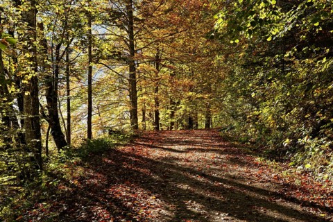 Path in a beech forest on lake Offensee in autumn