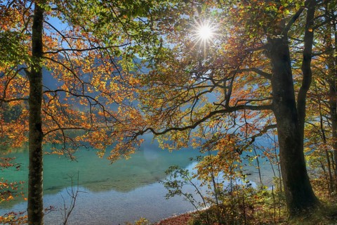 European Beeches (Fagus sylvatica) on lake Offensee in autumn