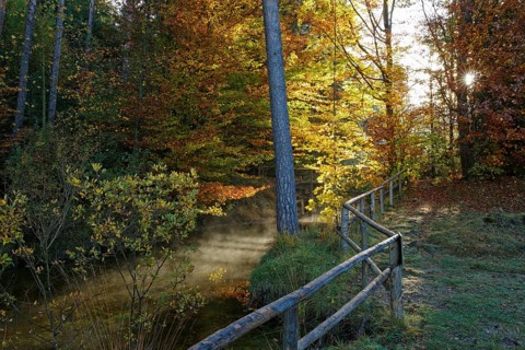 Mixed forest and a stream in autum