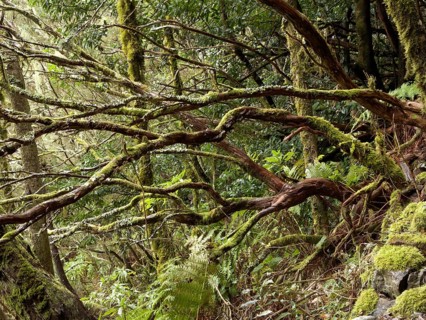 Laurel forest