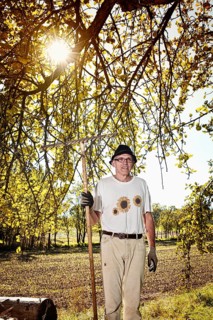 Man at the apple harvest
