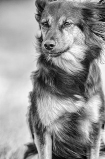 Medium-sized mongrel