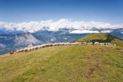 Flock of sheep