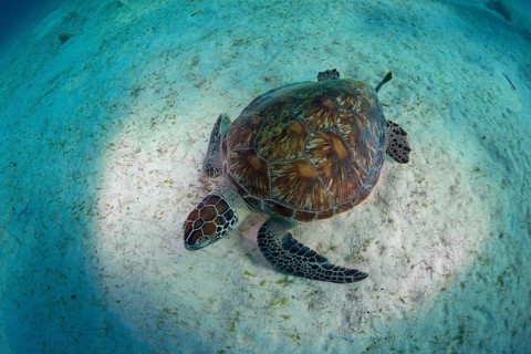 Green Sea Turtle (Chelonia mydas)