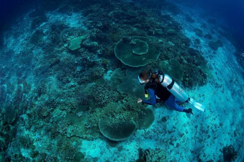 Diver at a coral reef
