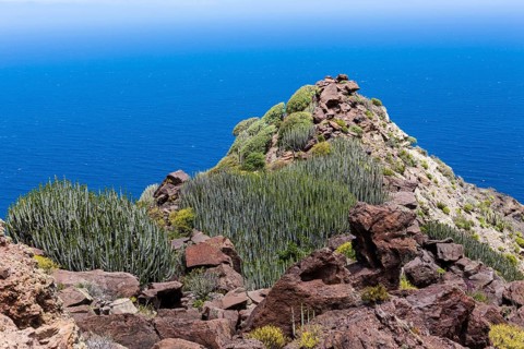 Canary Island Spurge (Euphorbia canariensis)