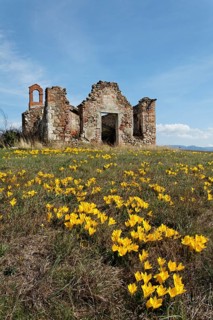 Autumn Daffodil