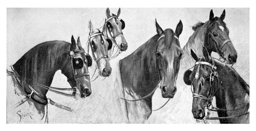 Horses from the imperial stables