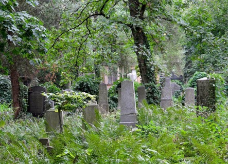 Gravestones between ferns