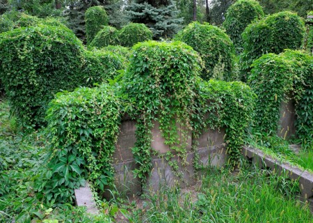 Graves overgrown with ivy