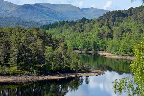 Caledonian pines (Pinus sp.)
