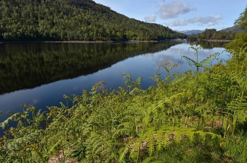Ferns growing on the shore of Loch Beinn a Mheadhoin