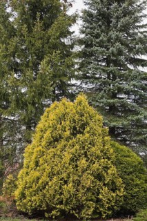 Cedar and tall evergreen trees in the 'Jardin du Grand Portage' garden in spring