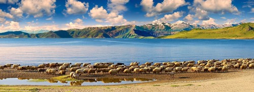 Sheep along the shoreline of Lake Van
