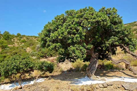Mastic trees (Pistacia lentiscus) being prepared for the mastic harvest by having fresh white earth spreads under the trees to catch falling mastic resin from cuts in the tree bark