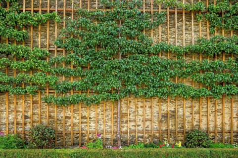 Fruit trellises with historical pears