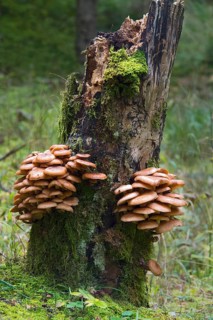 Darker Honey Mushroom (Armillaria ostoyae)