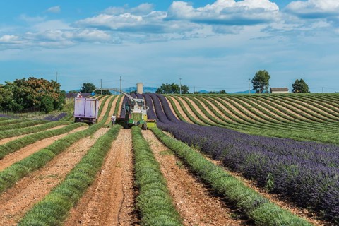 Lavender harvest in Valensole
