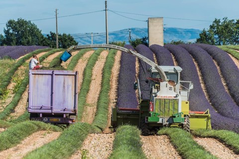 Lavender harvest in Valensole