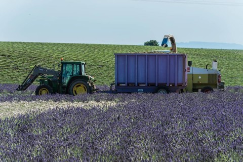 Lavender harvest in Valensole