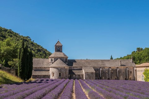 Cistercian Senanque Abbey with lavender field
