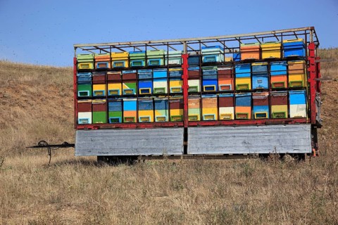 Trailer with bee hives