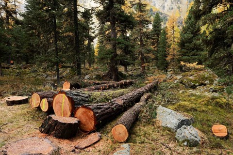 Freshly cut larch trees (Larix)