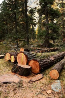 Freshly cut larch trees (Larix)