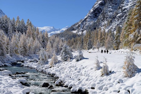 Snowy landscape with Roseg river and a larch forest (Larix)