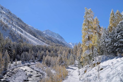 Snowy landscape with Roseg river and a larch forest (Larix)