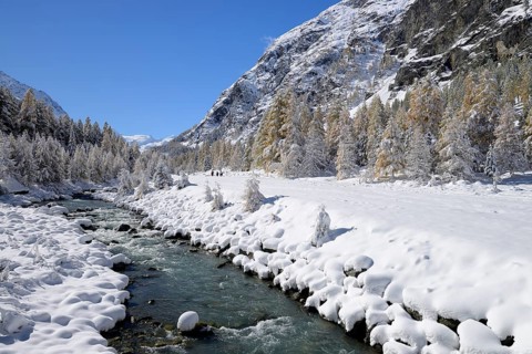 Snowy landscape with Roseg river and a larch forest (Larix)