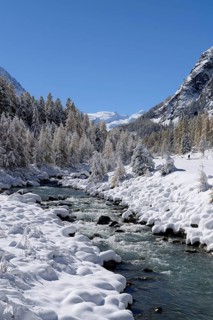 Snowy landscape with Roseg river and a larch forest (Larix)