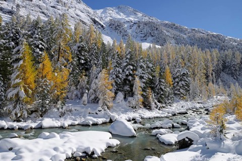 Larch trees (Larix) in autumn colors