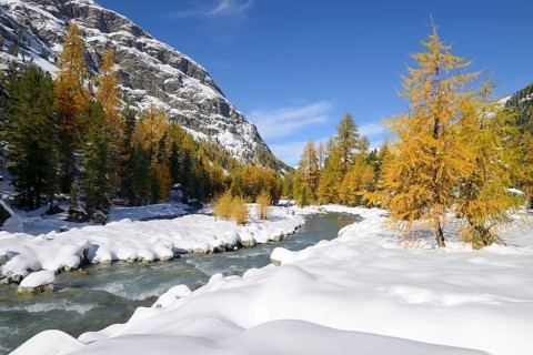 Larch trees (Larix) in autumn colors