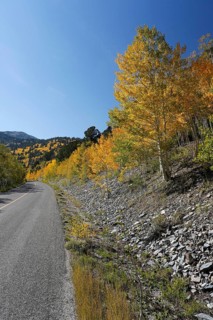 A road on the Wheeler Peak in fall