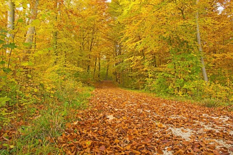 Autumn forest