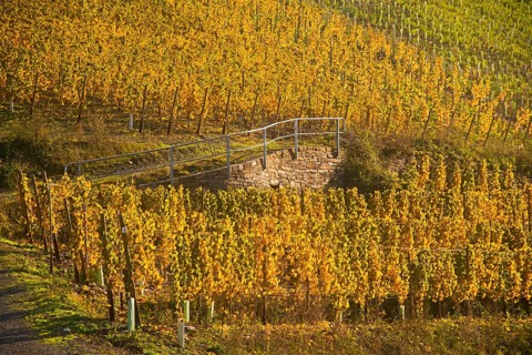 Vineyards in autumn