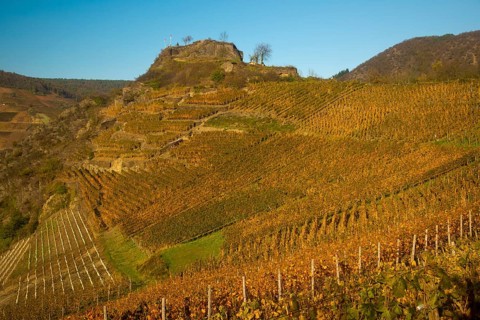 Vineyards in autumn