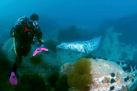 Diver watching a Spotted Seal (Phoca largha