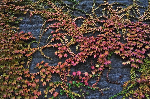 Boston Ivy or Japanese Creeper (Parthenocissus tricuspidata) on a wall