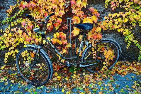 Boston Ivy or Japanese Creeper (Parthenocissus tricuspidata) on a wall with a bicycle