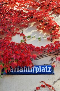 Mariahilfplatz street sign with Japanese creeper