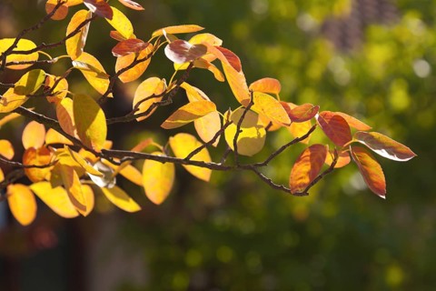 Wild pear