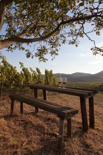 The so-called Malerwinkel view in the vineyards near the winegrowing village of Siebeldingen on the German Wine Road in the evening light