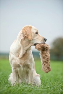 Golden Retriever fetching a fur dummy