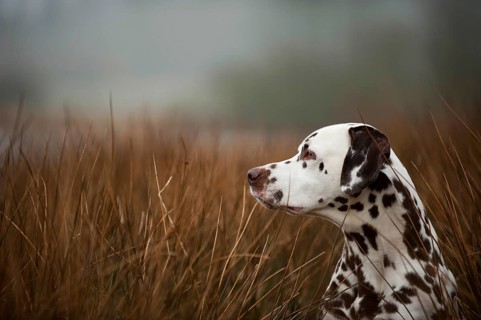 Dalmatian