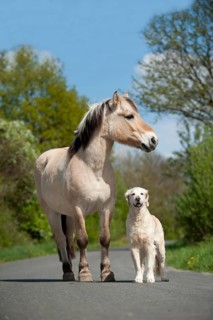 Golden Retriever and a Fjord horse standing on a street