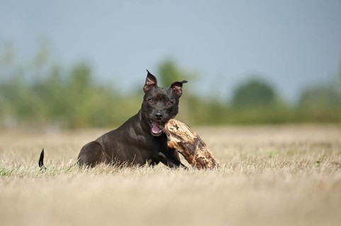 English Staffordshire Bull Terrier chewing a stick