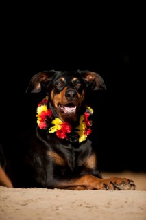 Doberman mixed breed dog wearing a garland around its neck in German colours