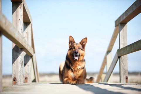 German Shepherd lying on a bridge